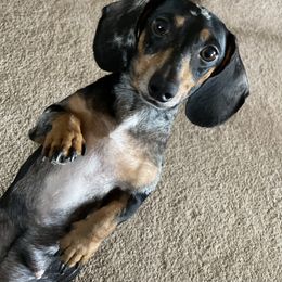 Layla - Dachshund