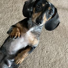 Layla - Dachshund