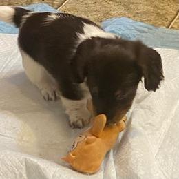 MOCHA - Piebald male Dachshund puppy in Elizabethtown, Kentucky from Teeny Tiny Puppy Tails