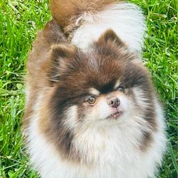Moxie - Pomeranian