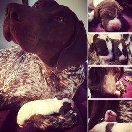 German Shorthaired Pointer Puppies from Hardwood Kennels