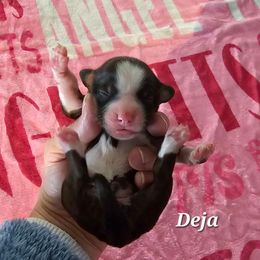 Deja - Sable and white female Tibetan Terrier puppy in Dorena, Oregon from Angel Tibetans Of Oregon