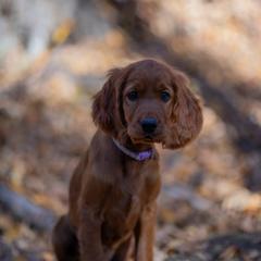 Irish Setter Puppies from Spring Creek Irish Setters