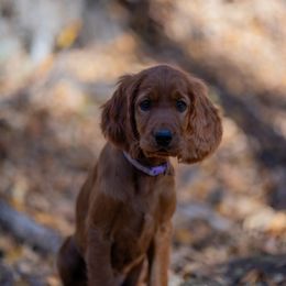 Irish Setter Puppies from Spring Creek Irish Setters