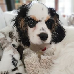 Charlie - Cocker Spaniel