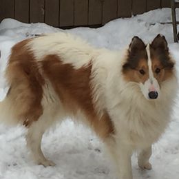 Ryeley - Collie