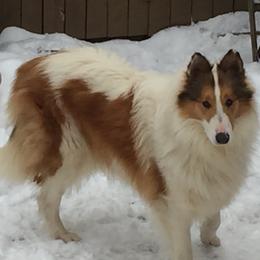 Ryeley - Collie