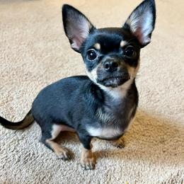 Chihuahua Puppies from Sophia Jade's Chi Brigade