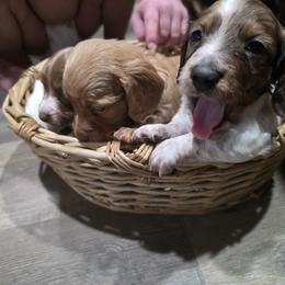 Dachshund Puppies from Green Thumb Farms
