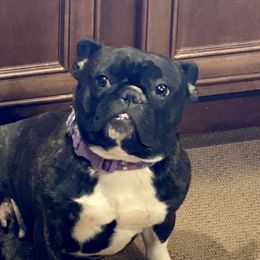 Coco - French Bulldog