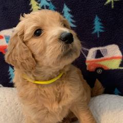 Girl 2 Yellow Collar - Apricot Goldendoodle puppy in Spring, Texas from Spring Doodles