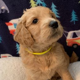 Girl 2 Yellow Collar - Apricot Goldendoodle puppy in Spring, Texas from Spring Doodles