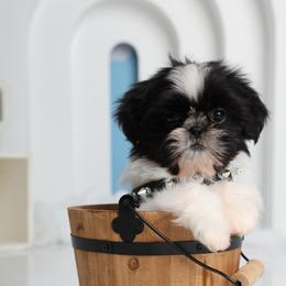 Peter pan - Black and white male Shih Tzu puppy in Douglas, Massachusetts from Majesty’s Shih Tzus