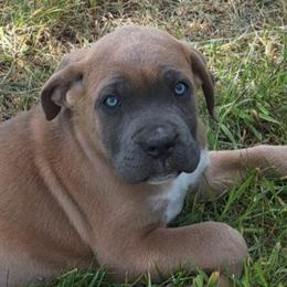 Lime Collar Female - Gray and fawn female Cane Corso puppy in Lewistown, Montana from Corsi Amore Kennels