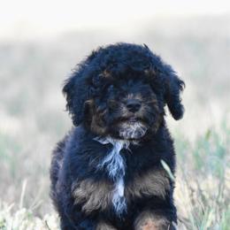 Buzz - Tri-color male Cavapoo puppy in Checotah, Oklahoma from Blue Hue Aussies
