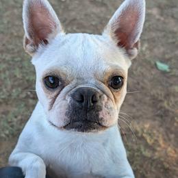 Swissy - Seal and white female Boston Terrier puppy in San Antonio, Texas from JT Bostons