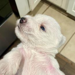Merlin - White male Miniature Schnauzer puppy in Interlachen, Florida from Pam's Schnauzers