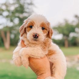 Austin - Parti male Goldendoodle puppy in Iola, Texas from Supreme Doodles of Texas