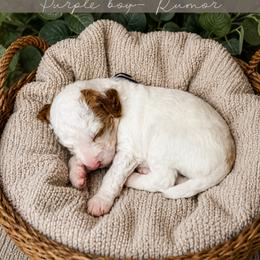 Goldendoodle Puppies from RadDoodles