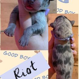 RIOT - Merle male Great Dane puppy in Wellsville, New York from Prophecy Danes