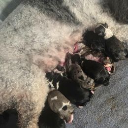 Aussiedoodle puppies from Branch Creek kennels