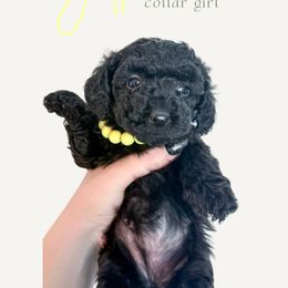 Yellow Collar - Black female Goldendoodle puppy in Gilbert, Arizona from Desert Paws Doodles