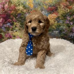 Tater - Apricot male Goldendoodle puppy in Stroudsburg, Pennsylvania from Momma’s Mini Goldendoodles