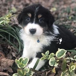 Australian Shepherd Puppies from Davishire Australian Shepherd