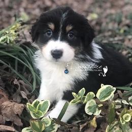 Australian Shepherd Puppies from Davishire Australian Shepherd