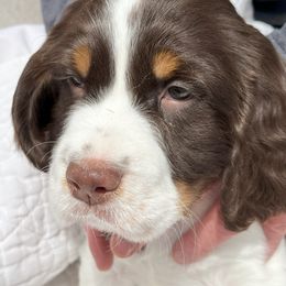 English Springer Spaniel Puppies from Silly Springers