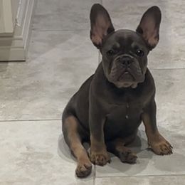 French Bulldogs from Asia