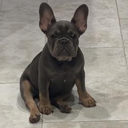 French Bulldogs from Asia