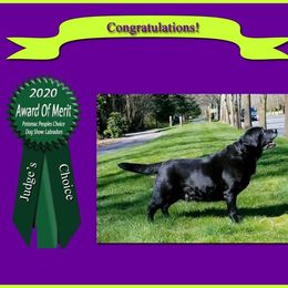 Labrador Retriever All Grown Up from Artesian Labradors