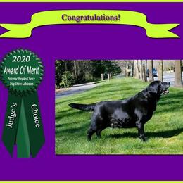 Labrador Retriever All Grown Up from Artesian Labradors