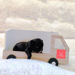 French Bulldog Puppies from FrenchieBnB