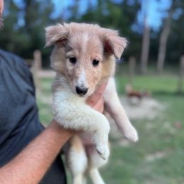 Ms. Purple - Sable merle and white female Collie puppy in Tallahassee, Florida from Lampost Kennels
