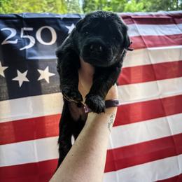 Eagle - Bi-color male German Shepherd puppy in Knowlton Township, New Jersey from Augenblick Kennels