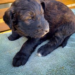 Bernedoodle and Siberian Husky Puppies from Timberline Paws