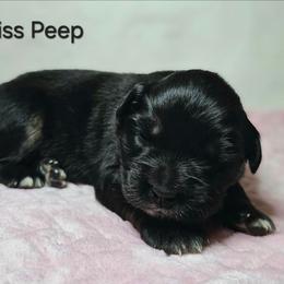 Miss Peep - Black tri female Miniature Australian Shepherd puppy in Owensboro, Kentucky from JnT's Bluegrass Mini Aussies