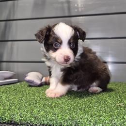 Boy 1 - Red tri male Toy Australian Shepherd puppy in Humansville, Missouri from Tater Tot aussies