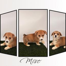 Mist - Red female Pembroke Welsh Corgi puppy in Kiowa, Colorado from Cool Water Corgis LLC