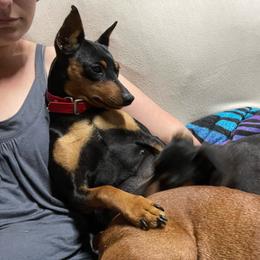 T-Pol - Black and rust female Miniature Pinscher puppy in Lancaster, Missouri from White Stone Ranch