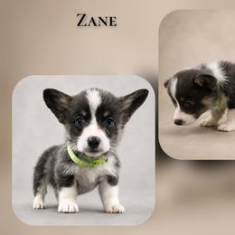 Murphy - Blue male Pembroke Welsh Corgi puppy in Charleroi, Pennsylvania from Twilight Hollow Corgis
