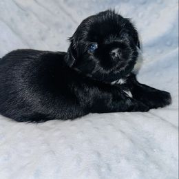 Ape - Black and white male Shih Tzu puppy in Kettering, Ohio from LaDawn’s Little Lions