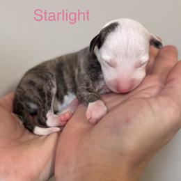 Starlight - Fawn brindle female Whippet puppy in Kentucky from Wildbriar Whippets