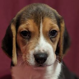 Beagles from Clover Beagles