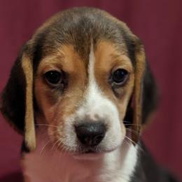 Beagles from Clover Beagles