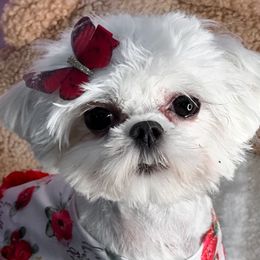 Crystal - Maltese