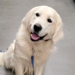 Krysto - Golden Retriever