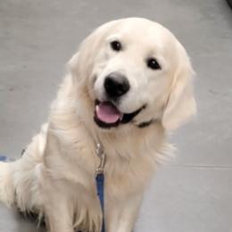 Krysto - Golden Retriever